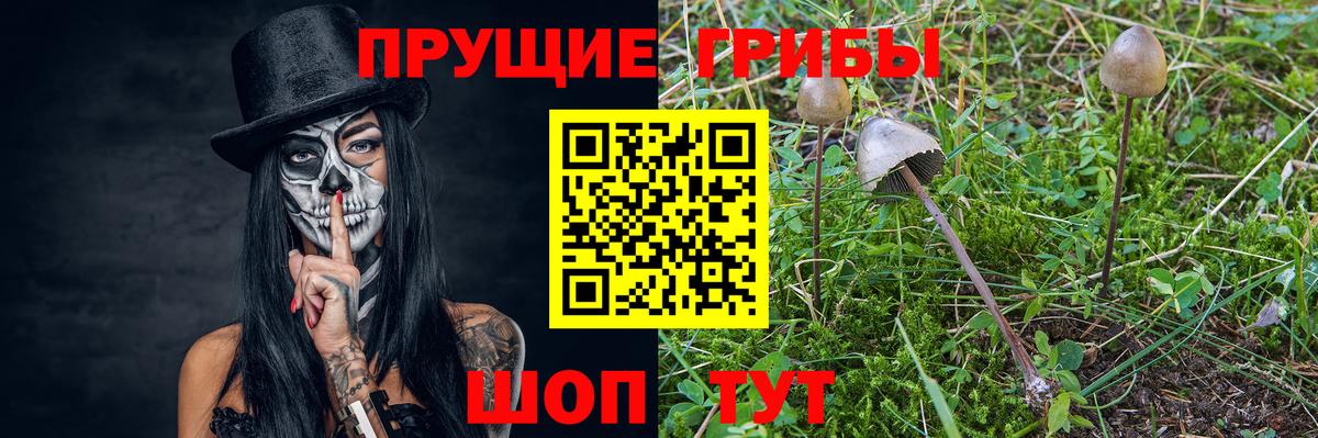 Галлюциногенные грибы Cubensis  Вход с VPN  Галлюциногенные грибы Psilocybine cubensis  Коркино 